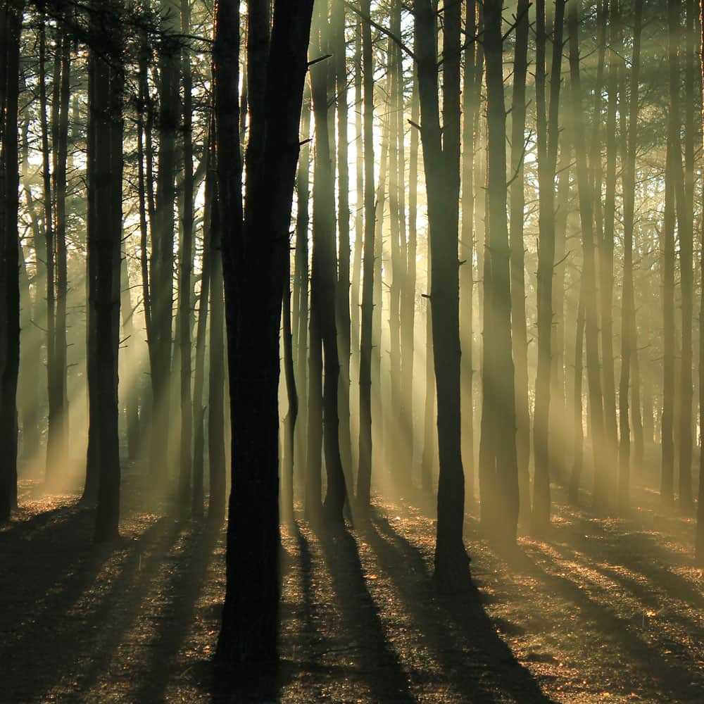 The sun is shining through the trees in a forest.