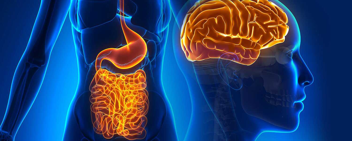 Illustration of Stomach and Brain.
